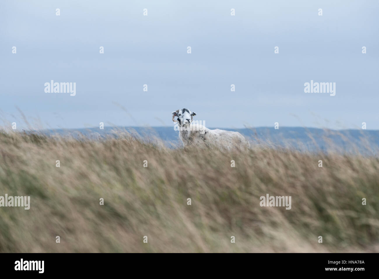 Ewe on Cam High Road, Hawes, North Yorkshire, on a windy day Stock Photo