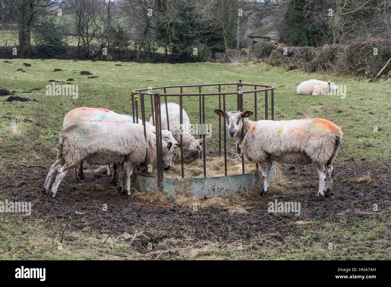 Blue Faced Leicester Ewes Eating Hay From A Round Bale Feeder