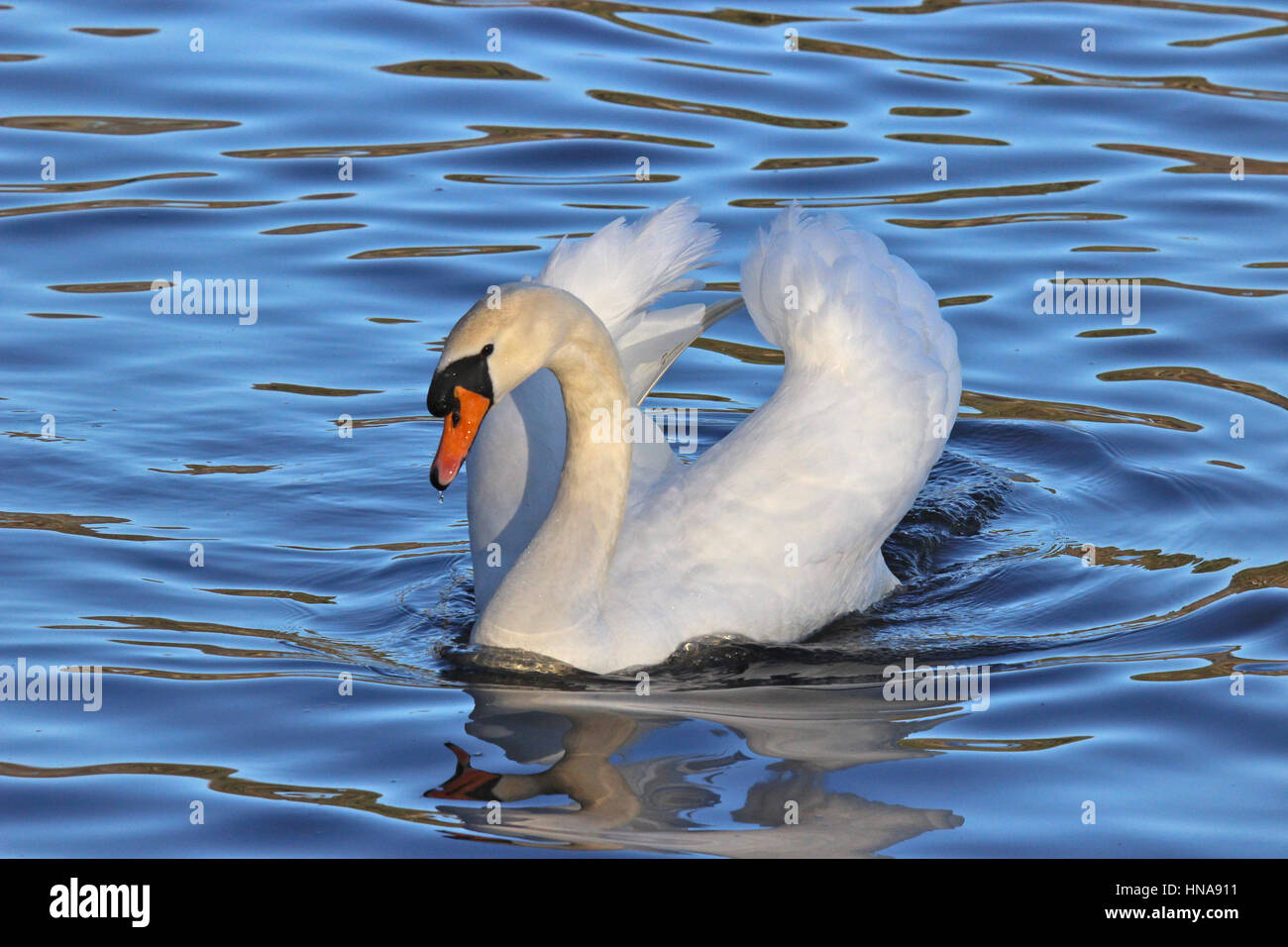 A beautiful white mute swan Cygnus olor swimming on a lake Stock Photo ...