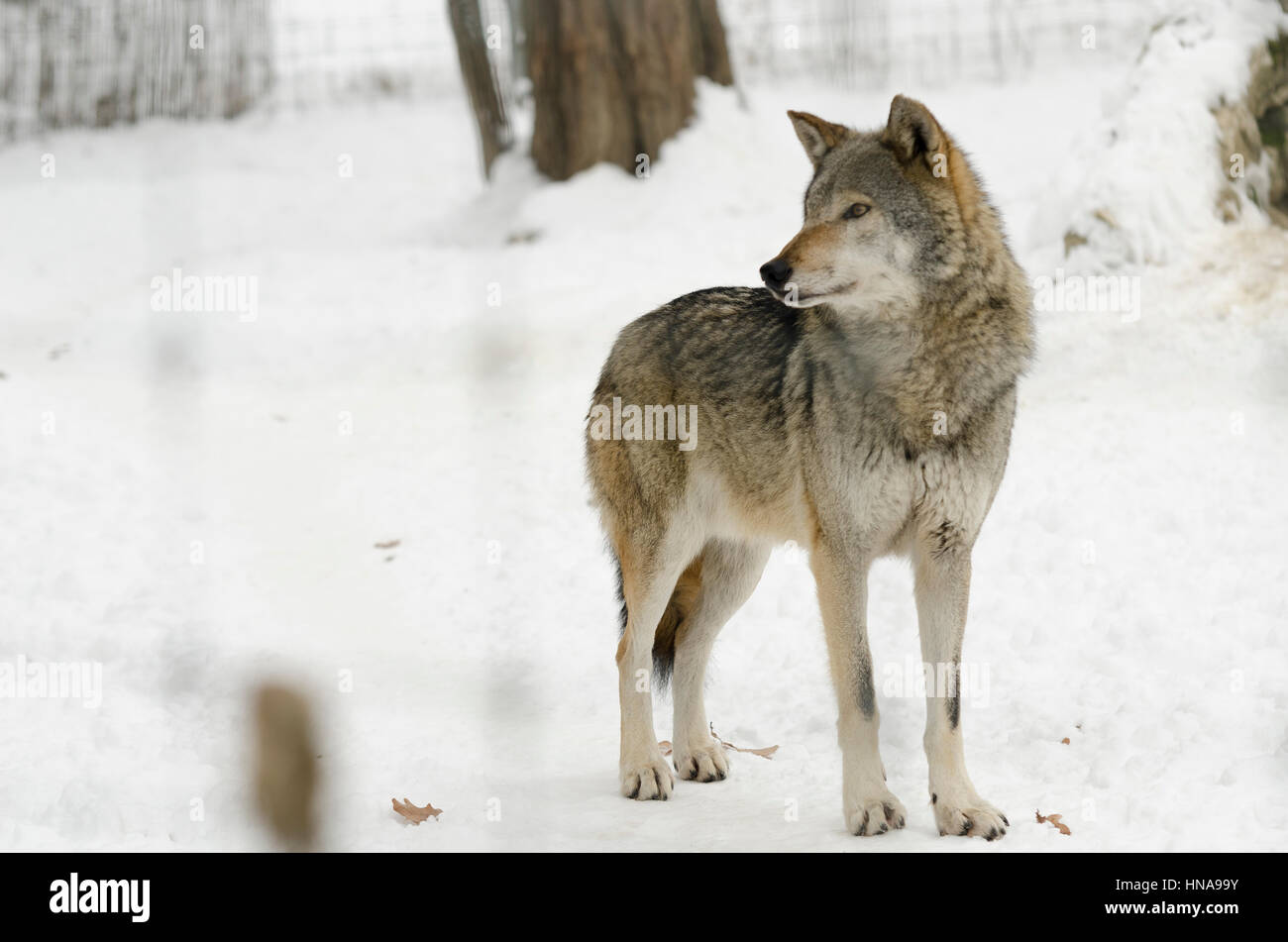 Free Images : wildlife, nature, snow, wild, furry, predator, winter, red fox,  carnivore, whiskers, fawn, terrestrial animal, kit fox, Swift fox, dog  breed, snout, dhole, fur, canidae, tail, natural landscape, red wolf