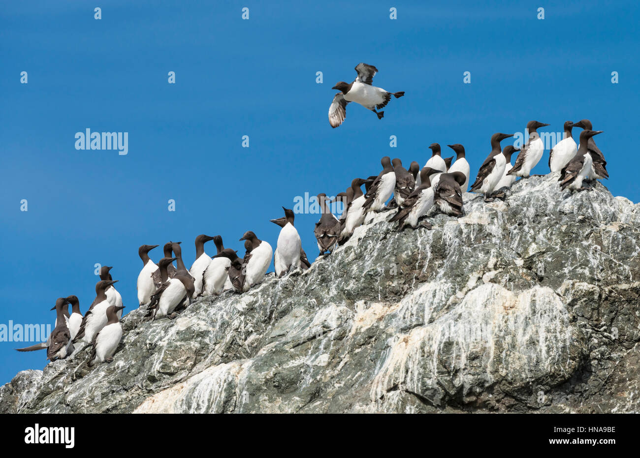 A common murre (Uria aalge) comes in for a landing on a crowded rock already full of murres sitting on top of a rock at Gull Island near Homer, Alaska Stock Photo