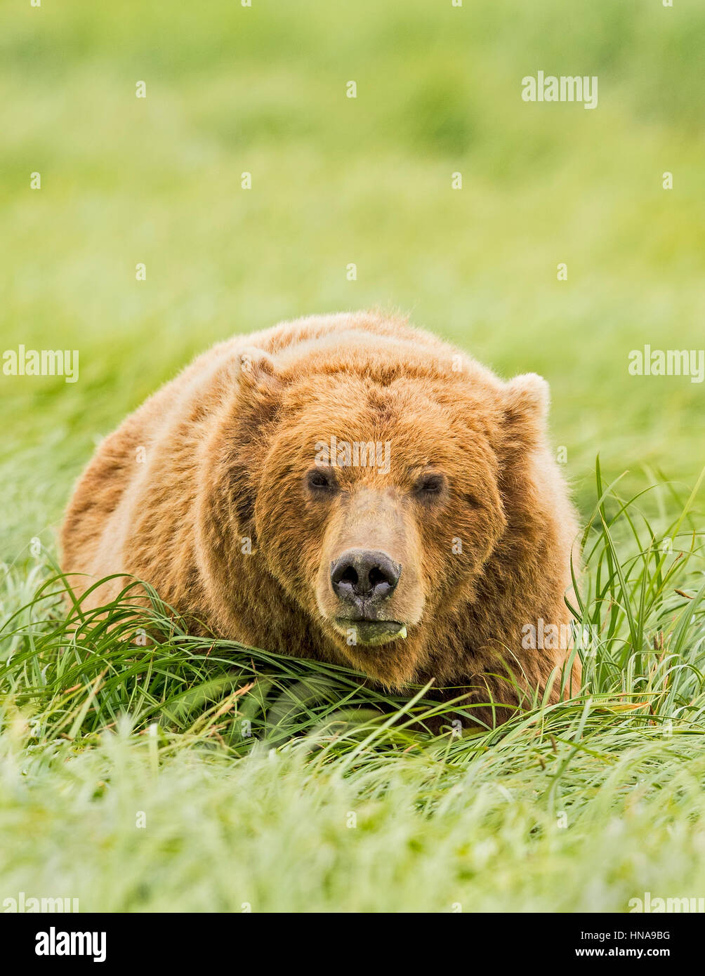 A brown bear (Ursus arctos) stops to take a bite of grasses in the sedge meadow at McNeil River State Game Sanctuary, Alaska Stock Photo