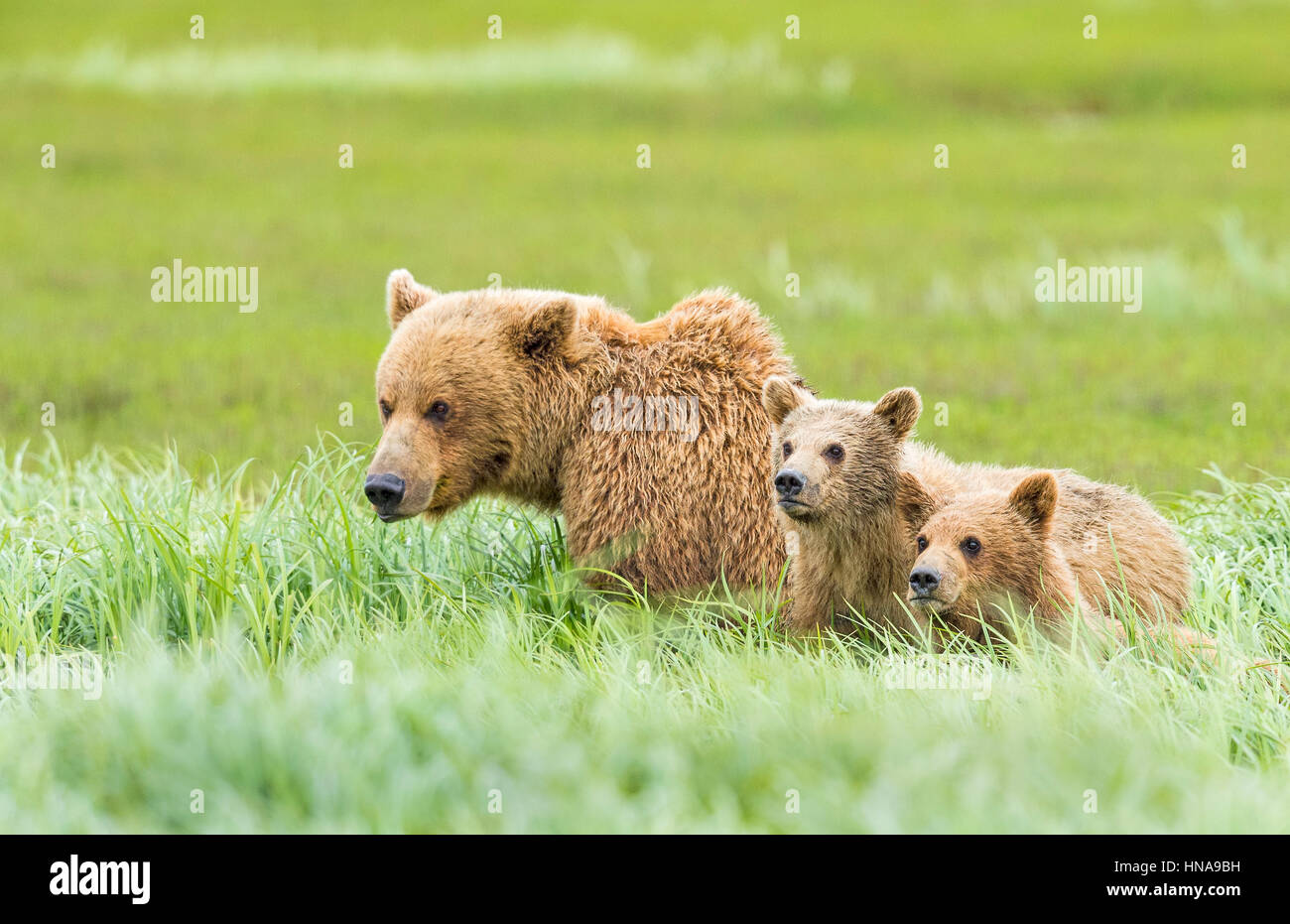 A brown bear sow and her two cubs (Ursus arctos) stop to look up above the tall grasses in the sedge meadow at McNeil River State Game Sanctuary, Alas Stock Photo