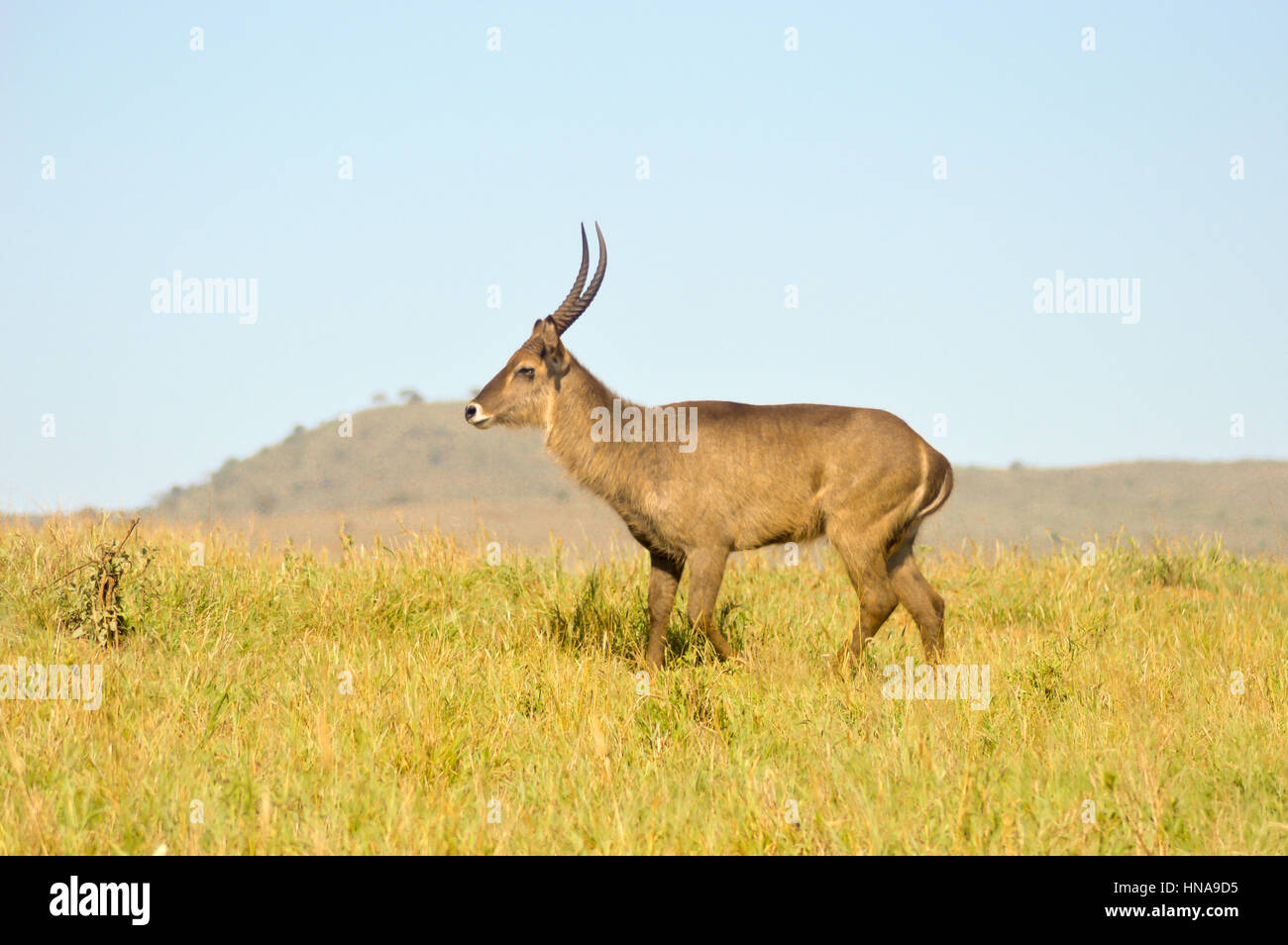 Topi has a slow gait in the savanna of West Tsavo Park in Kenya Stock Photo
