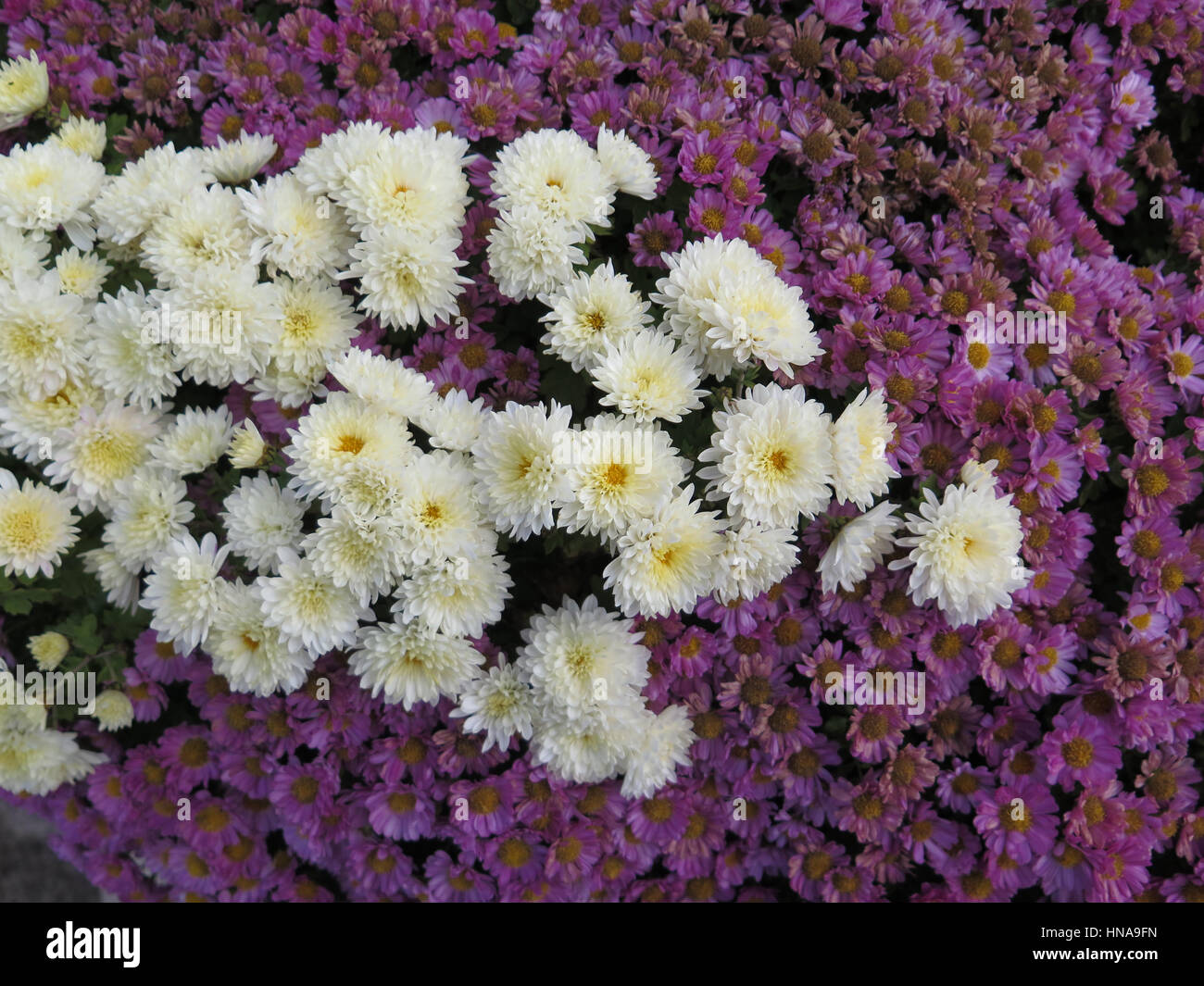 white Dahlias and purple daisies in flowerbed in Spanish Village Stock