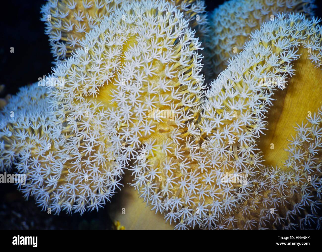 A leather coral (Sarcophyton elegans) with its many eight tentacle polyps extended and feeding in the current. Photographed in the Egyptian Red Sea. Stock Photo