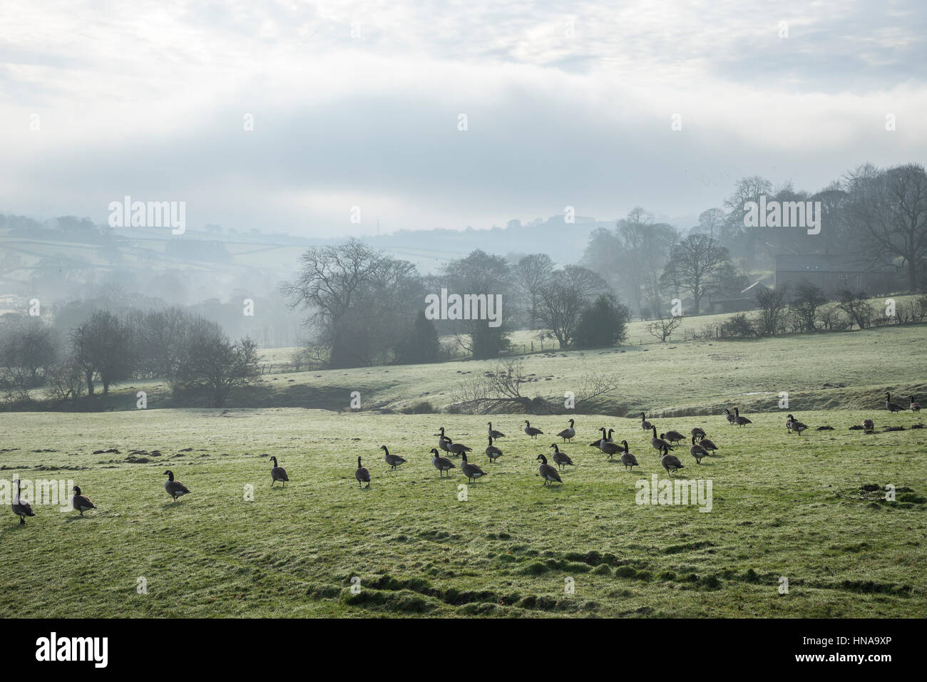 Flock of geese in a field of dewy grass on a misty winter morning in the English countryside. Stock Photo