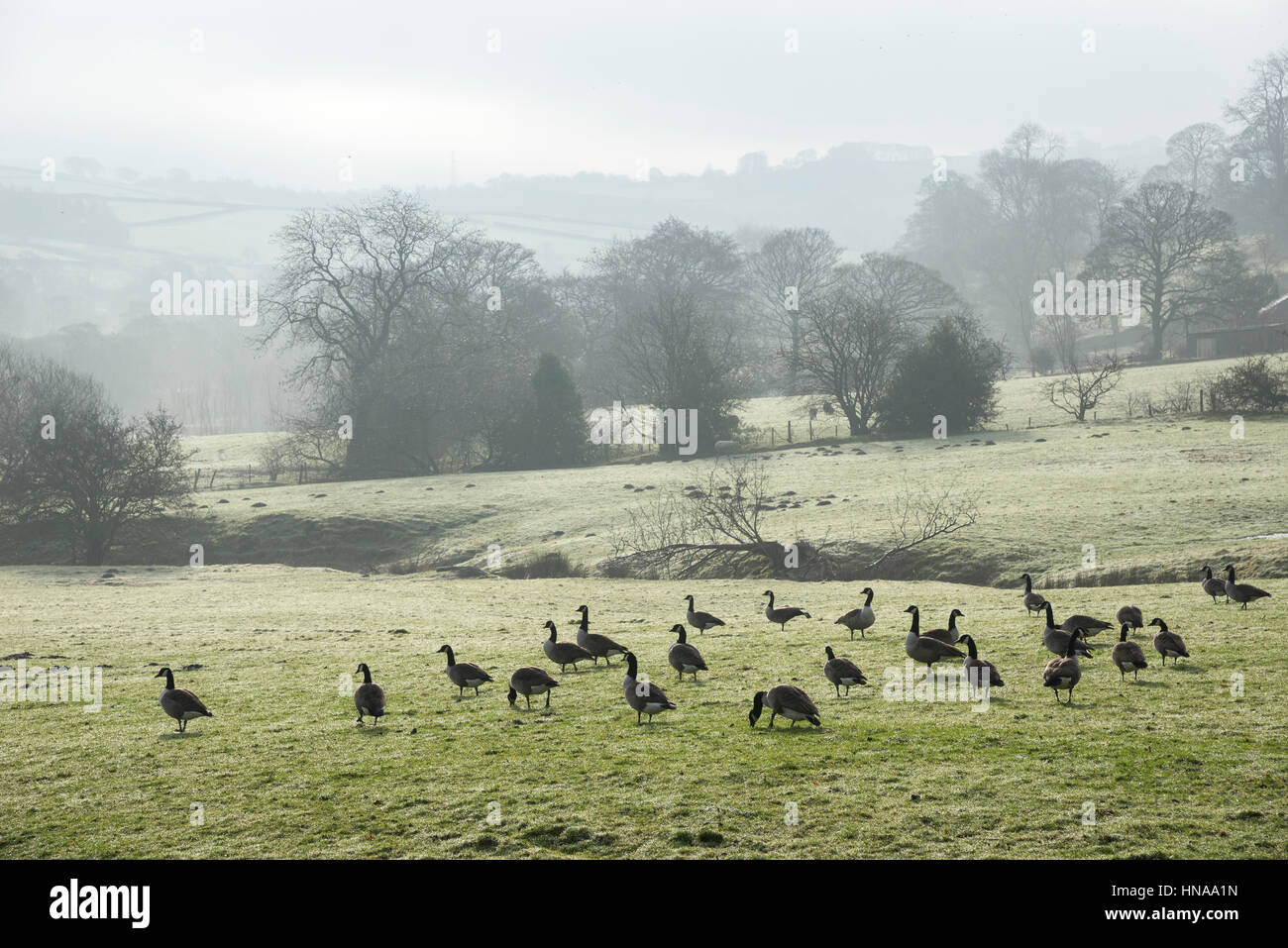 Flock of geese in a field of dewy grass on a misty winter morning in the English countryside. Stock Photo