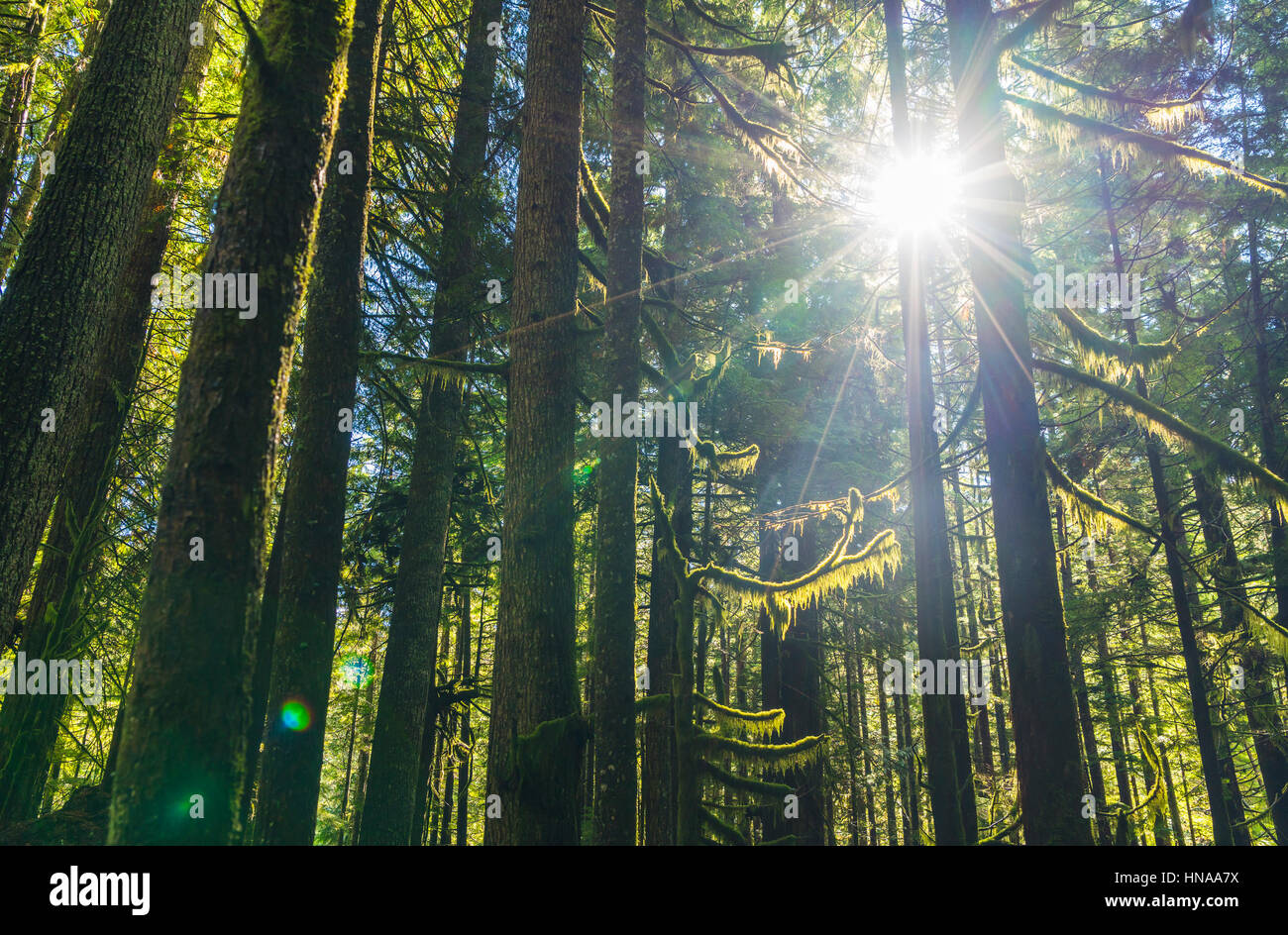 green forest with sunrays on the day Stock Photo - Alamy