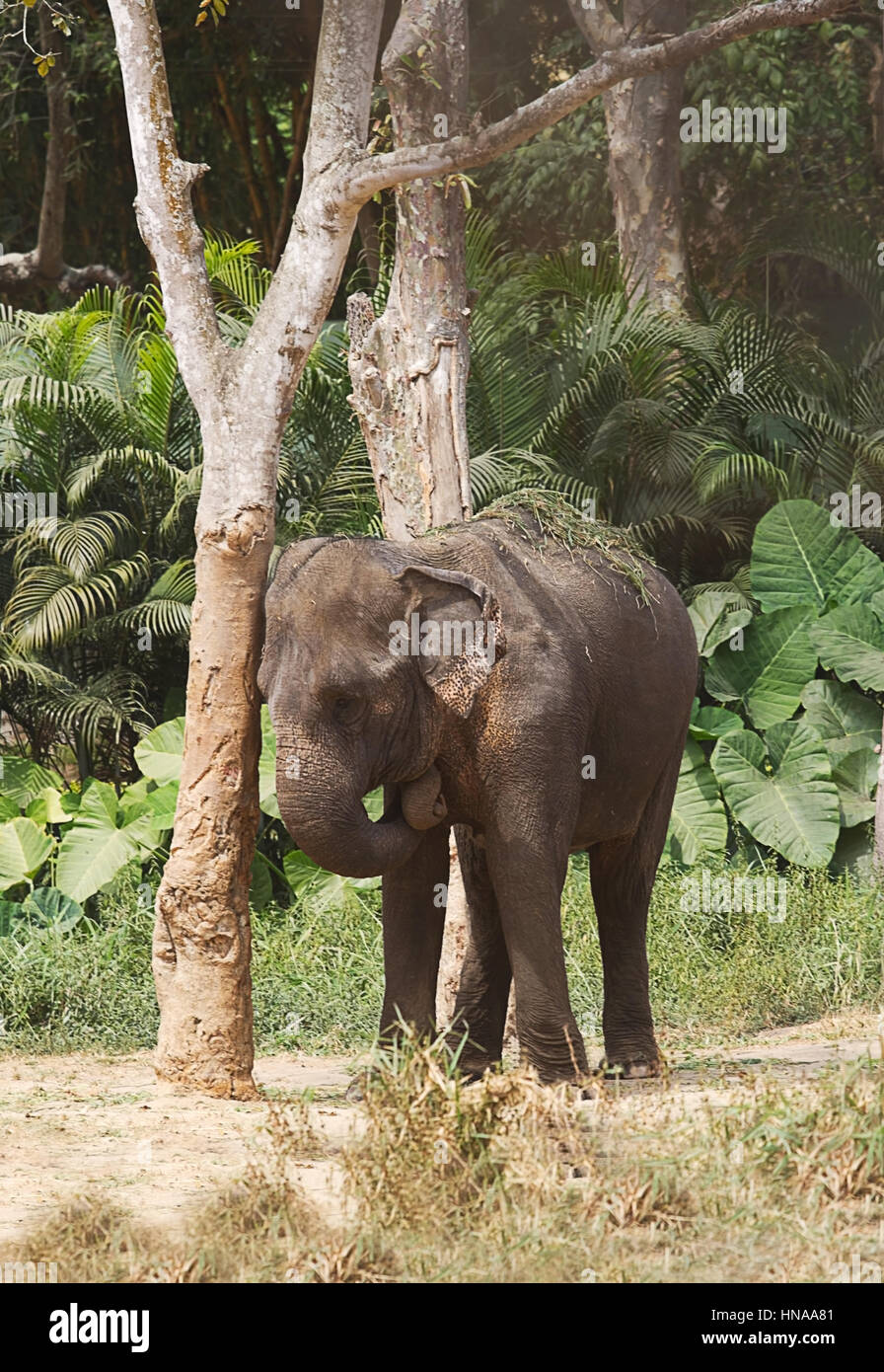 A young Asian elephant rubbing against a tree Stock Photo