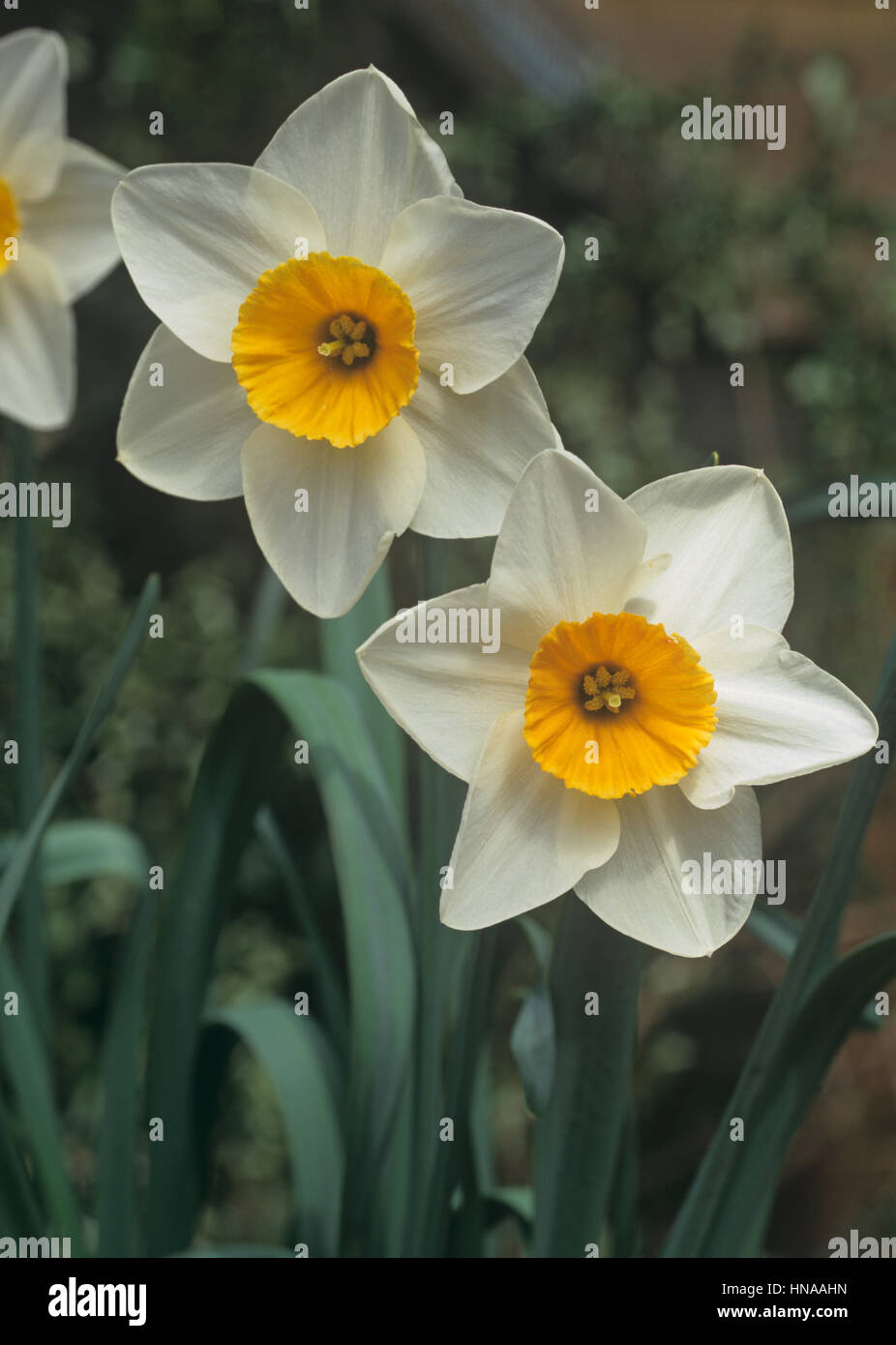 Flowers of spring flowering bulb Narcissus 'Bodwannic' with white outer perianth and yellow corona Stock Photo