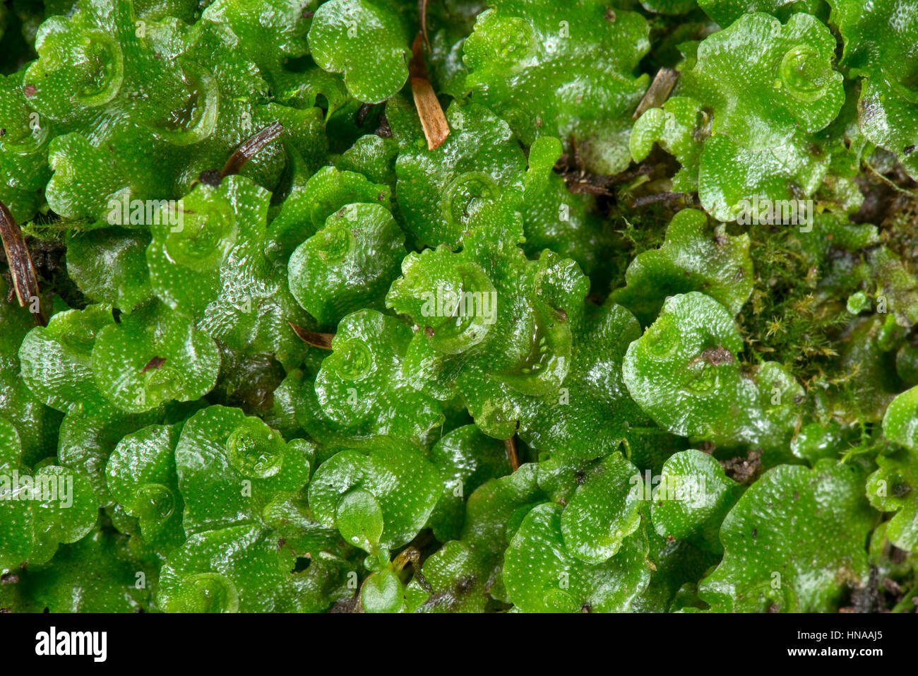 Crescent-cup liverwort, Lunularia cruciata, a common species sometimes a threat to seedling plants in pots Stock Photo