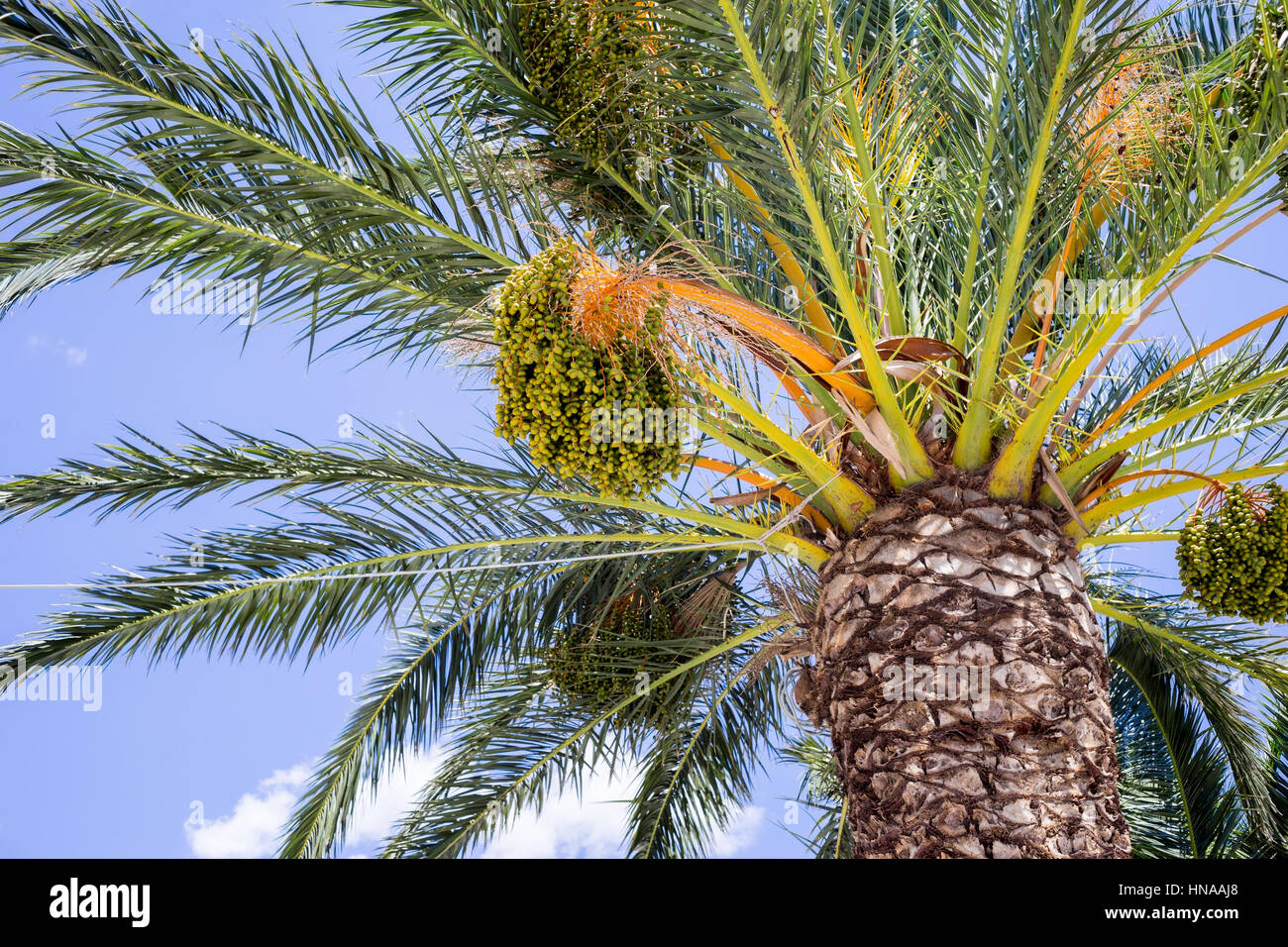 palm tree view from underneath Stock Photo