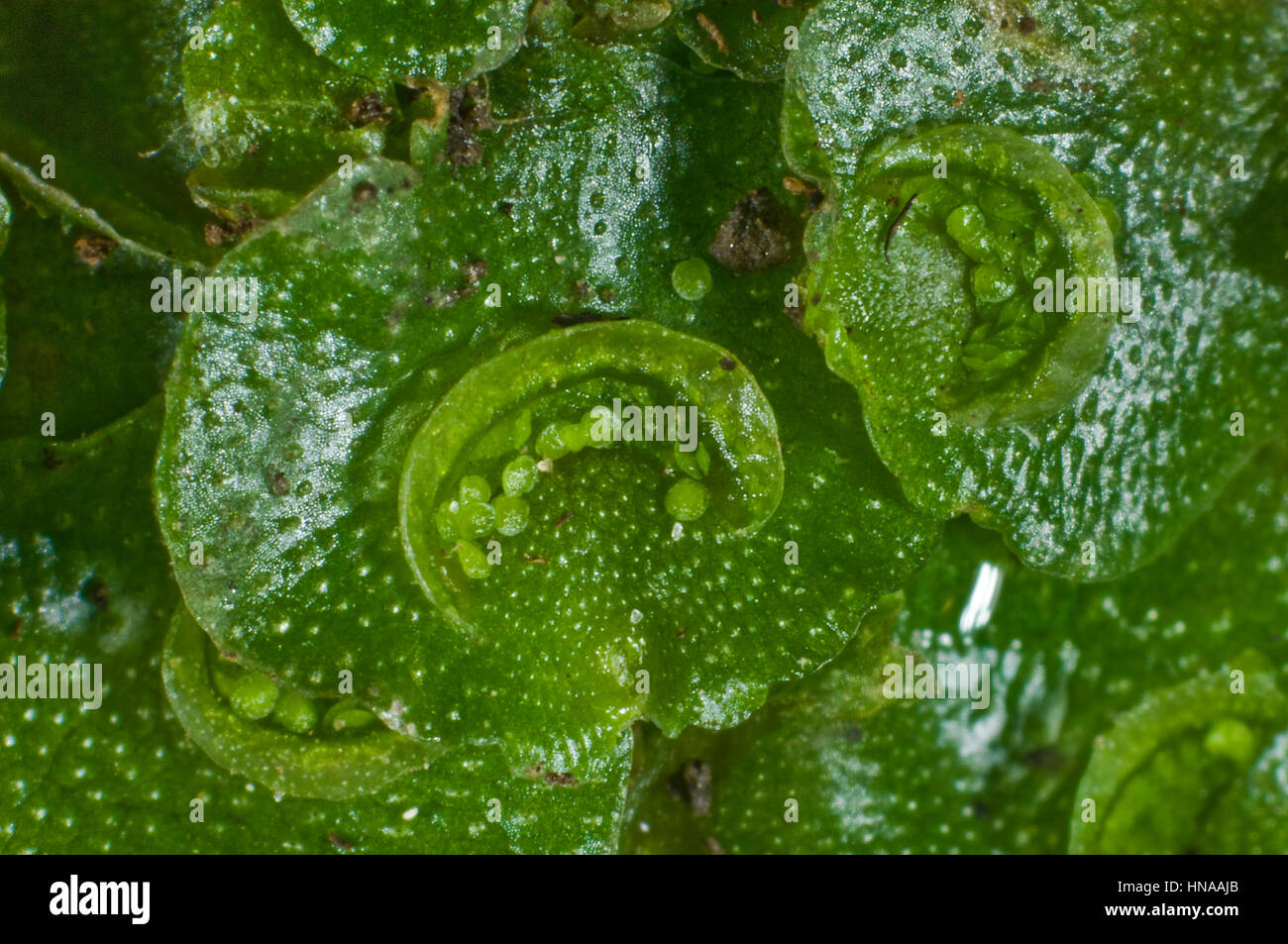 Crescent-cup liverwort, Lunularia cruciata, a common species sometimes a threat to seedling plants in pots Stock Photo