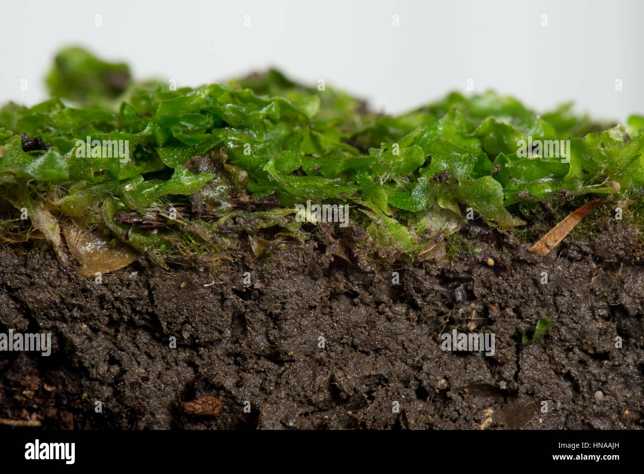 Crescent-cup liverwort, Lunularia cruciata, a common species sometimes a threat to seedling plants in pots Stock Photo