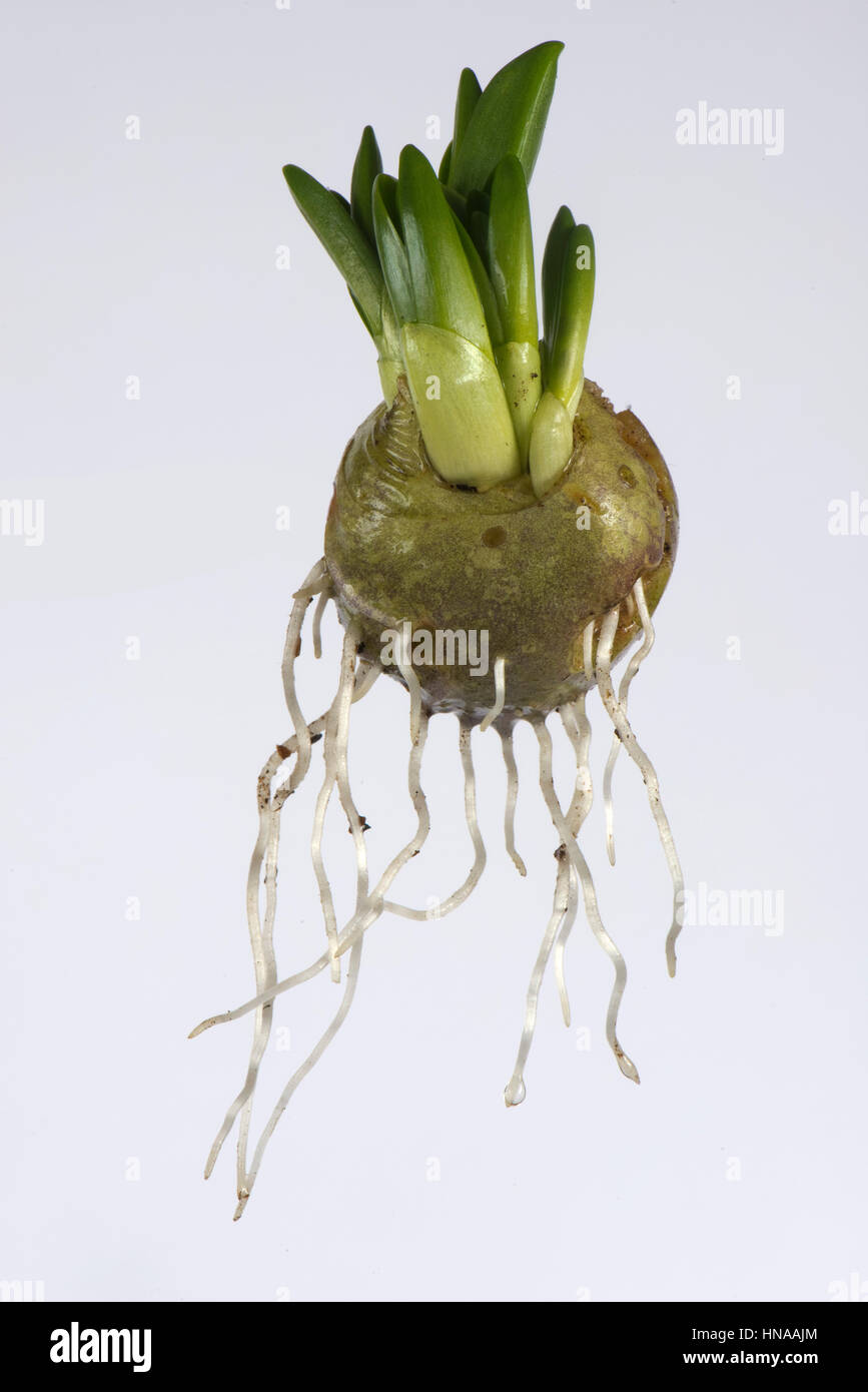 Spanish bluebell, Hyacinthoides hispanica,  bulb with leaf and root development in late winter Stock Photo