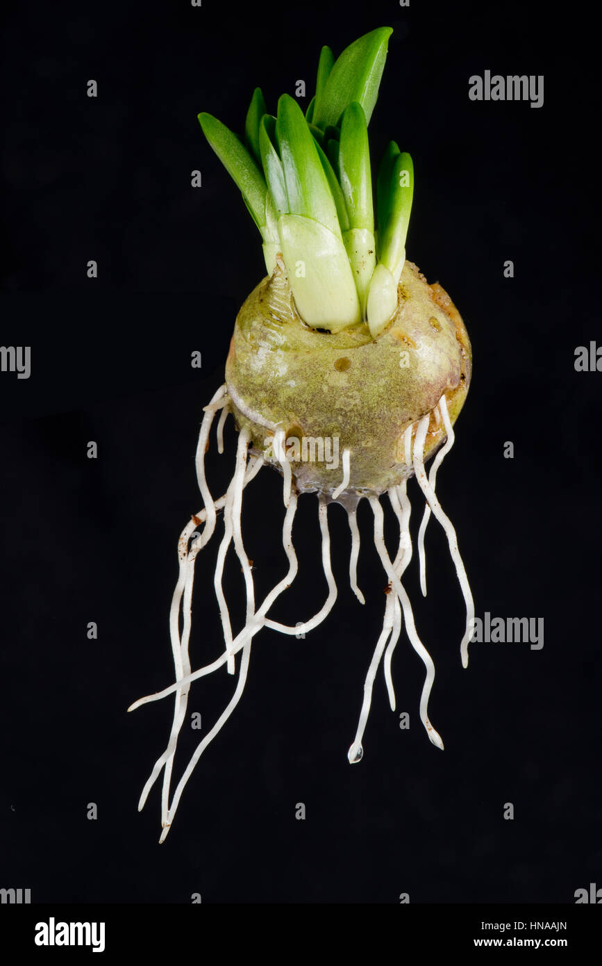 Spanish bluebell, Hyacinthoides hispanica, bulb with leaf and root