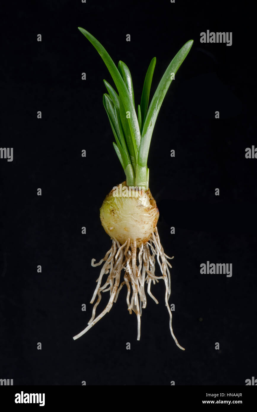 Spanish bluebell, Hyacinthoides hispanica, bulb with leaf and root