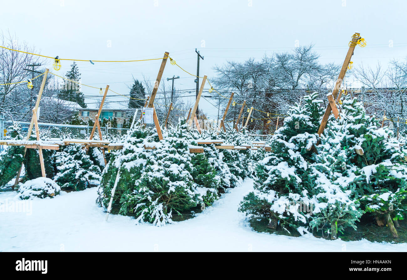 Christmas tree farm in snow hi-res stock photography and images - Alamy