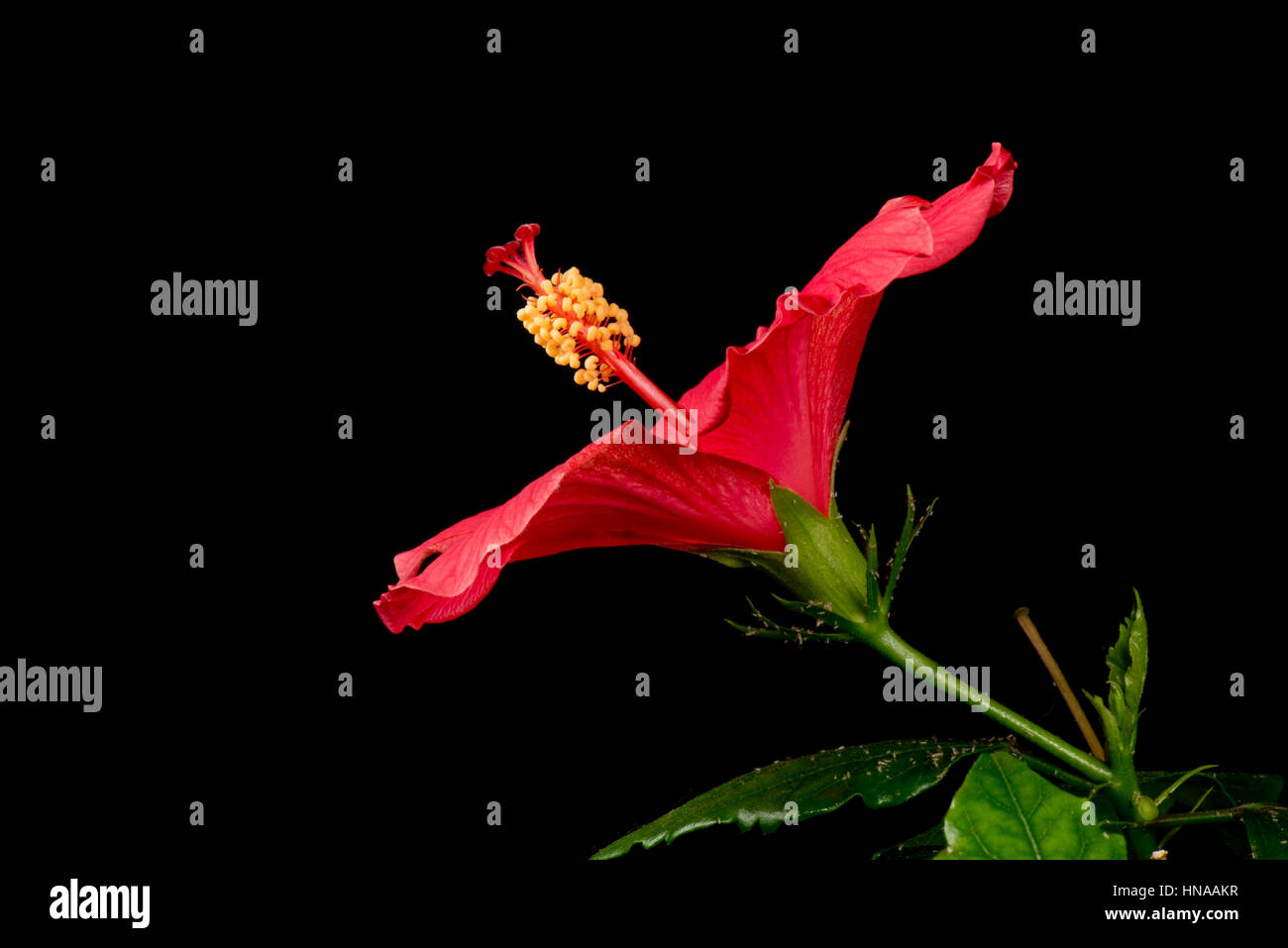 Flower bud of red Hibiscus rosa-sinensis sequence opening to reveal anthers, stigma, style and other reproductive parts Stock Photo