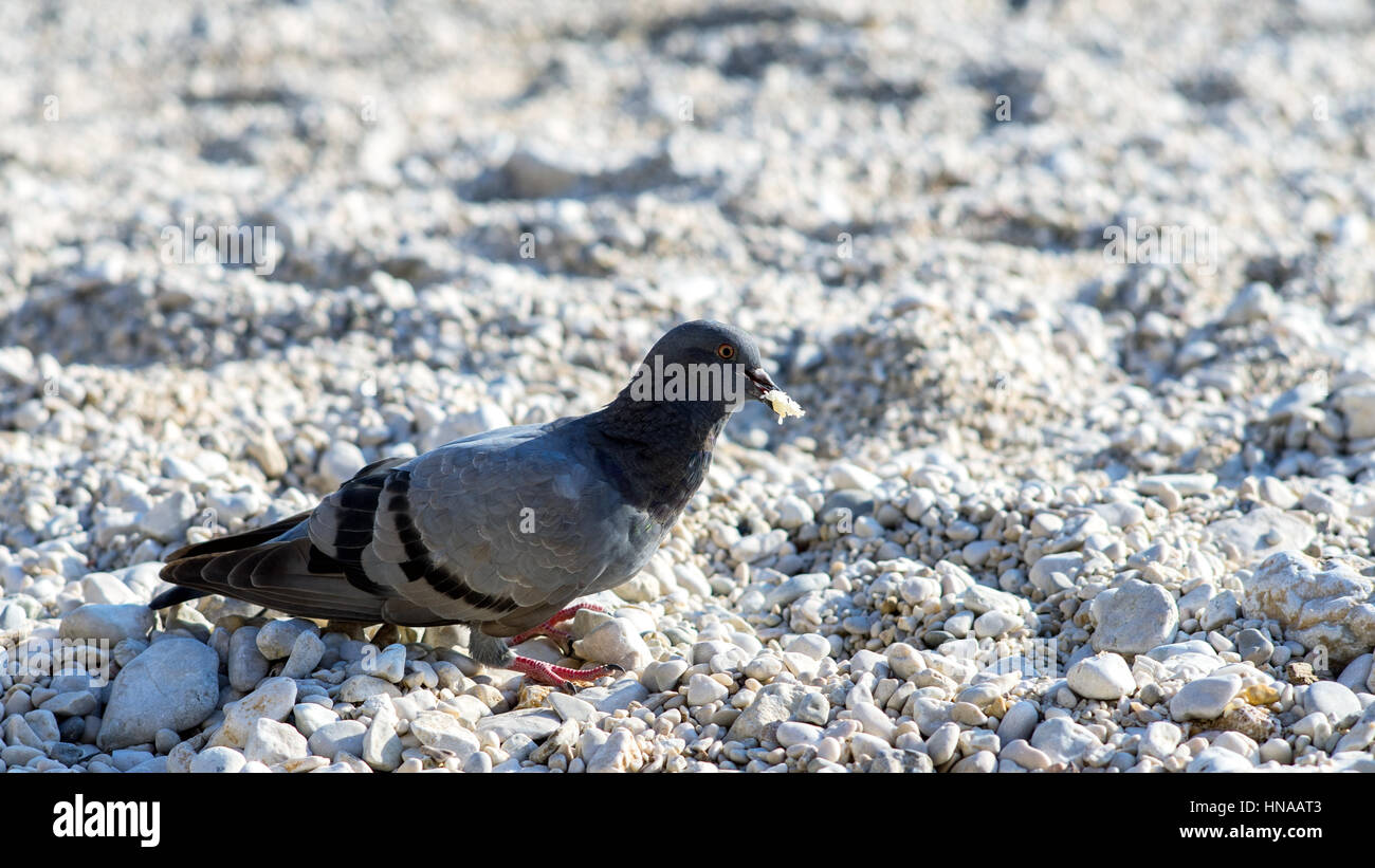 Pombo - Dove Stock Photo - Alamy