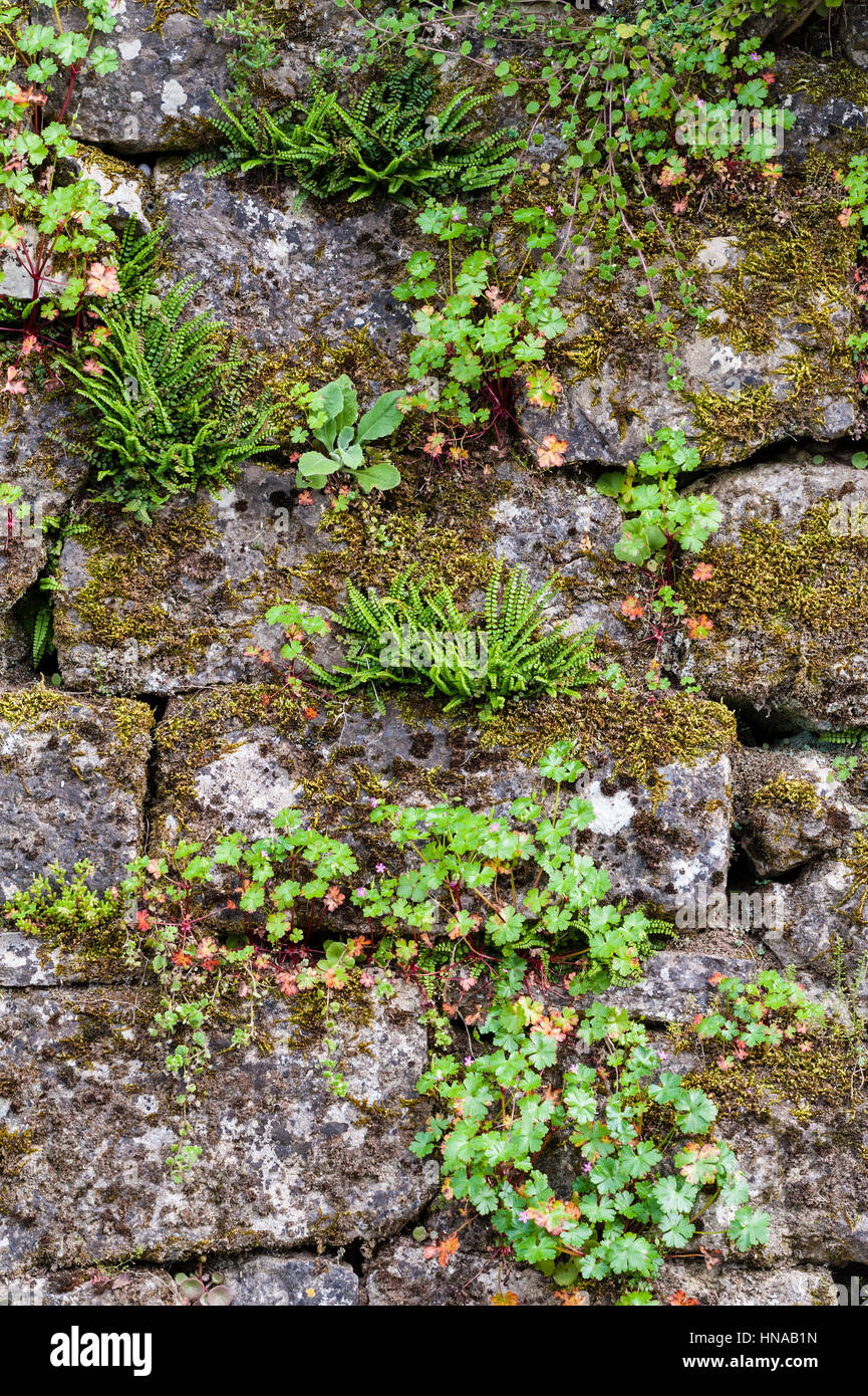 Dry-stone wall with plants Stock Photo