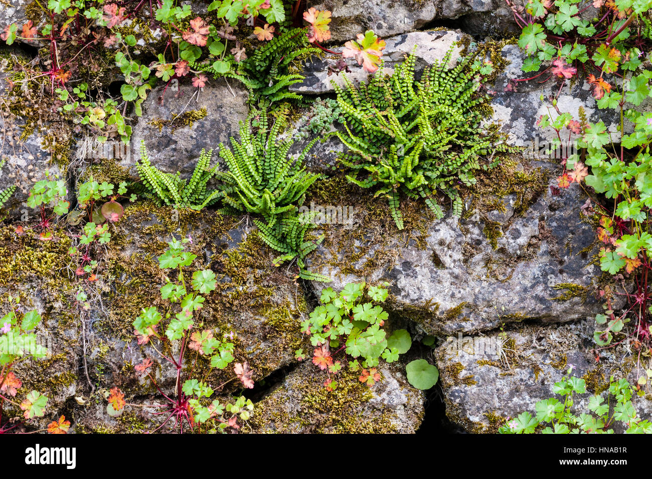 Dry-stone wall with plants Stock Photo