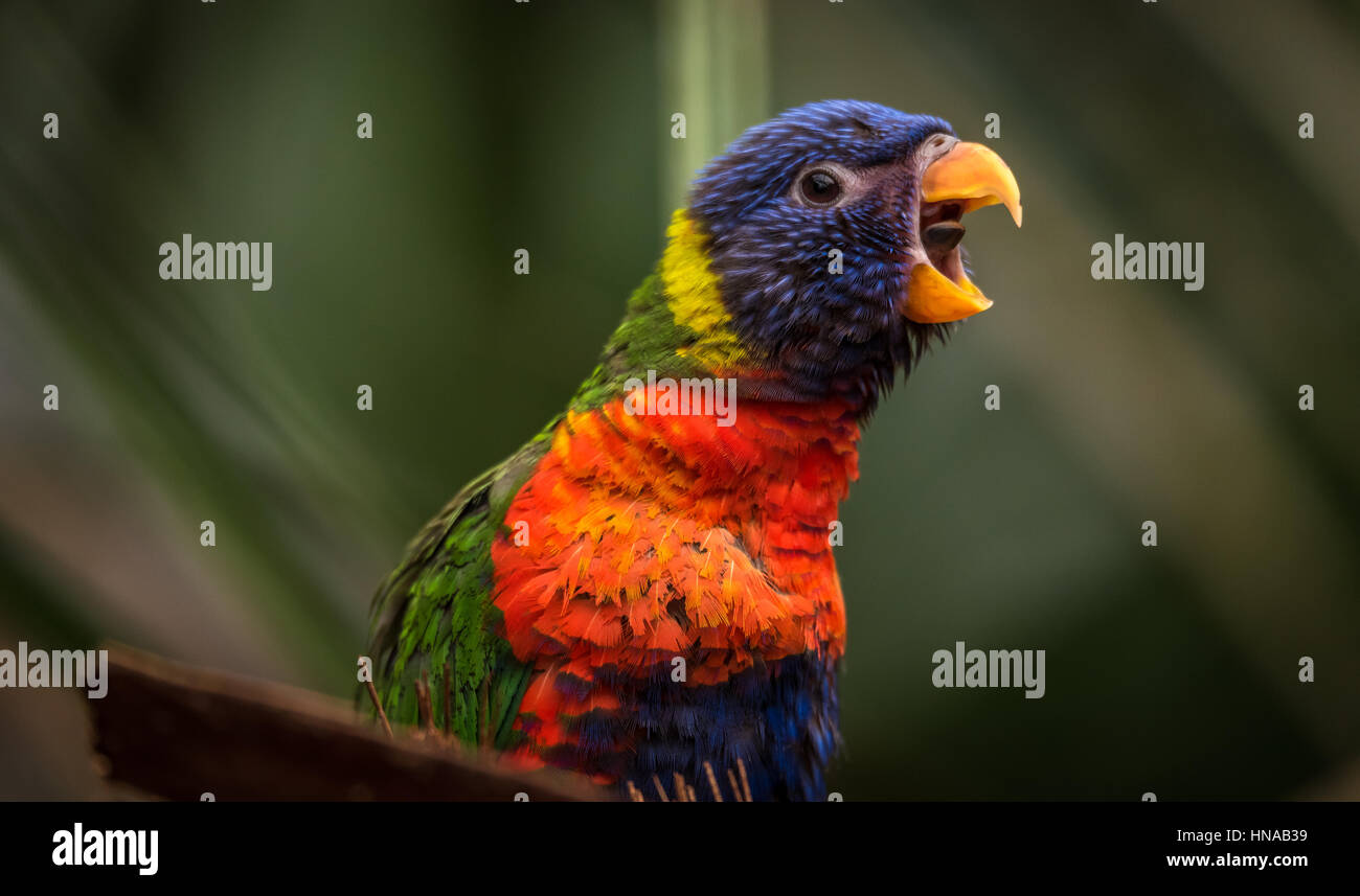 The Rainbow lori (Trichoglossus moluccanus) a species of parrot living in Australia. The bird is a medium-sized parrot. Stock Photo