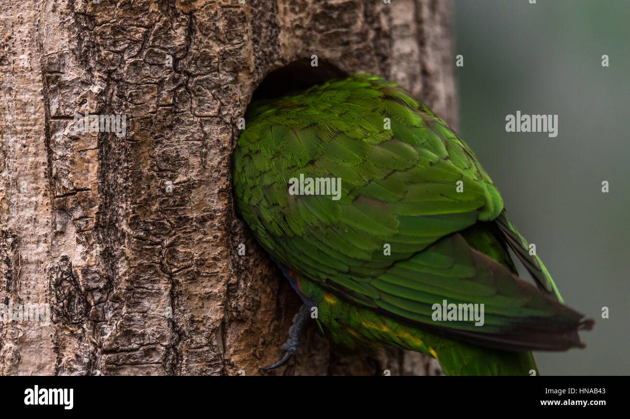 The Rainbow lori (Trichoglossus moluccanus) a species of parrot living in Australia. The bird is a medium-sized parrot. Stock Photo