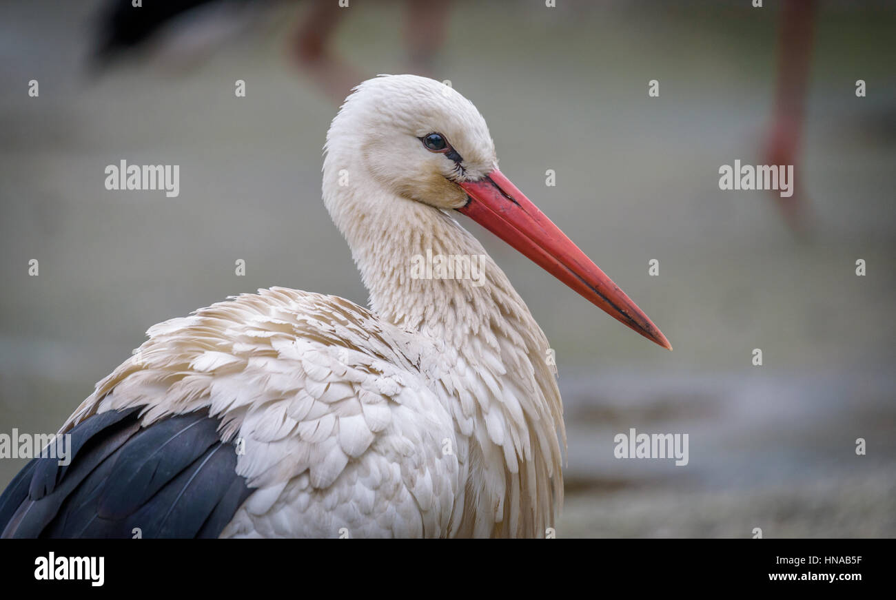 Storks are large, long-legged, long-necked wading birds with long, stout bills. Stock Photo