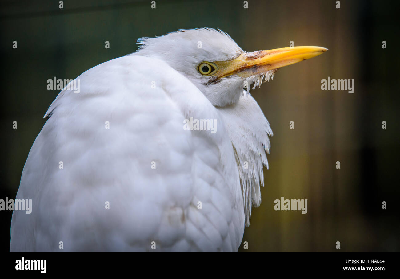 The cattle egret (Bubulcus ibis) is a cosmopolitan species of heron (family Ardeidae) found in the tropics, subtropics and warm temperate     zones. Stock Photo