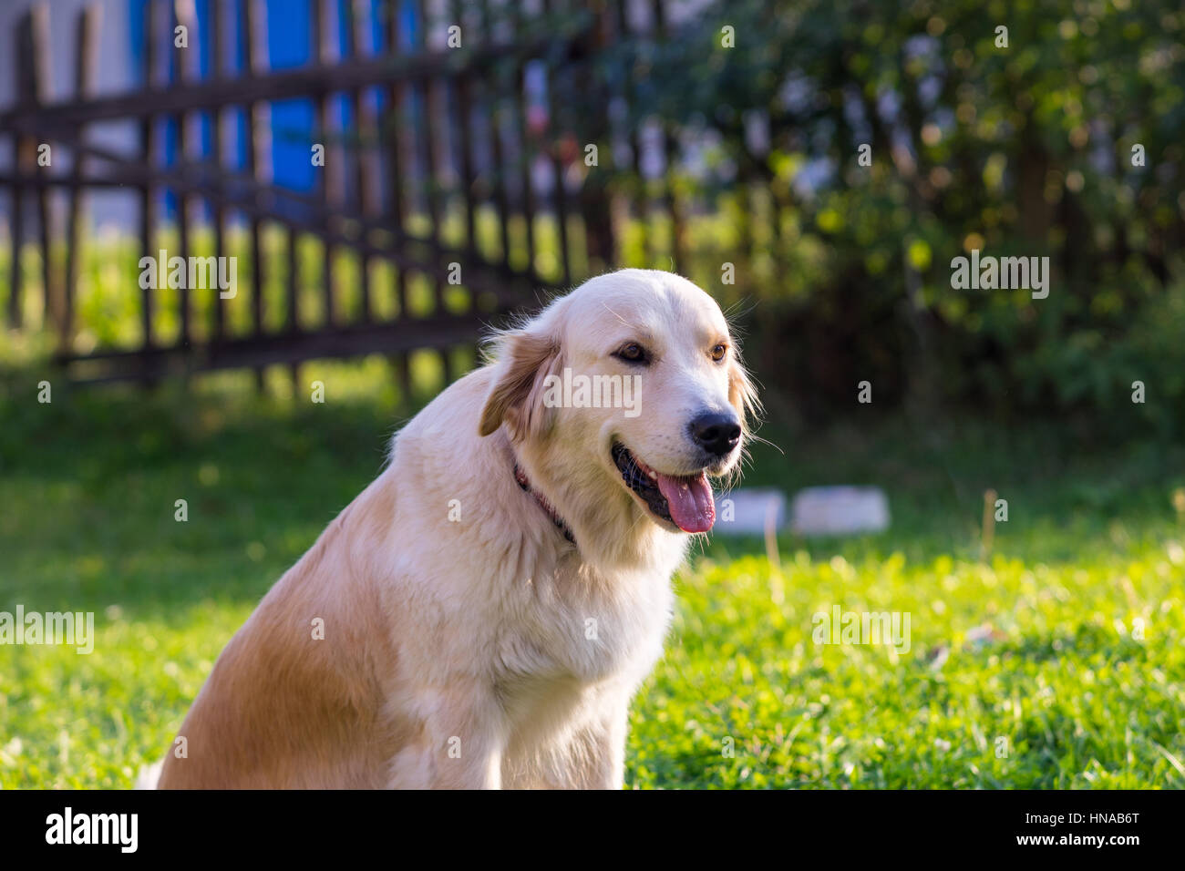Golden Retriever sitting on grass Stock Photo - Alamy