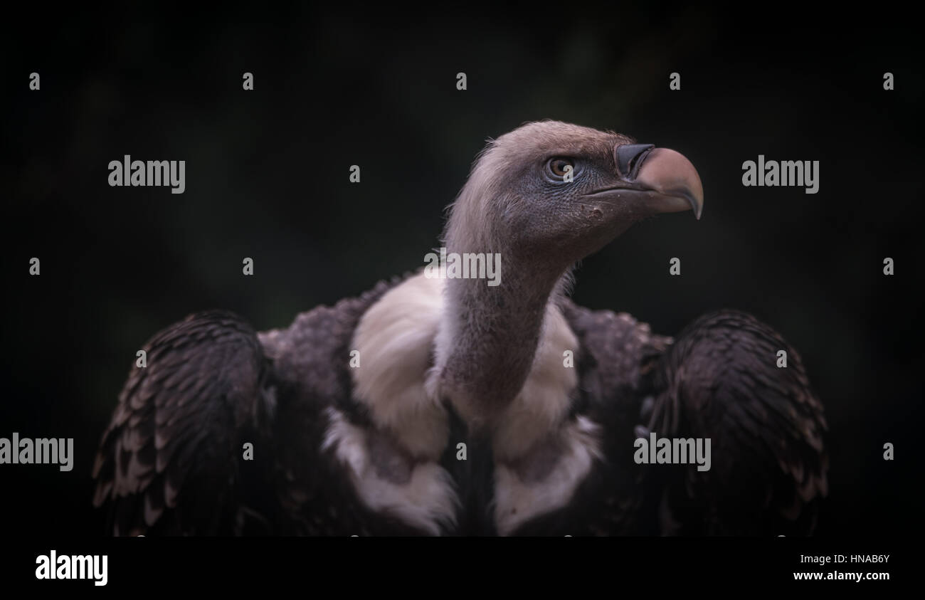 Vulture attack hires stock photography and images Alamy