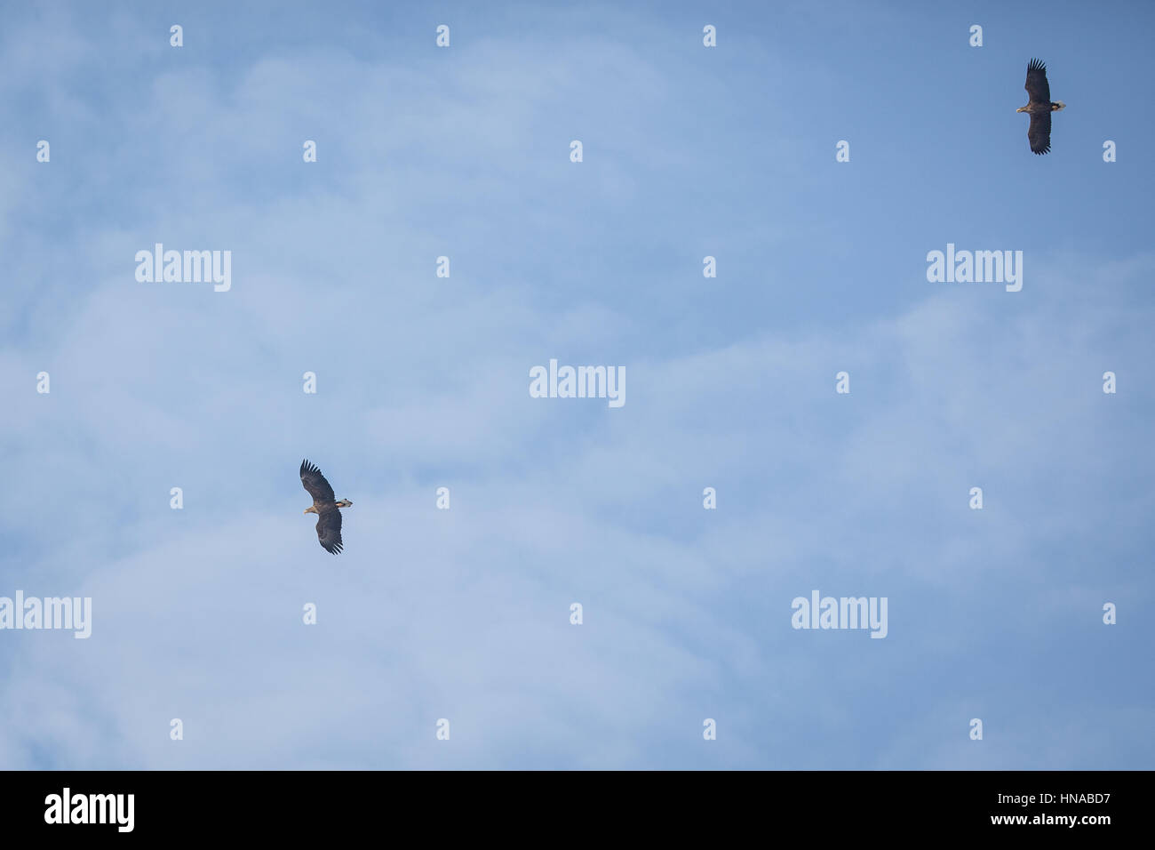 Pair of white tailed eagles hi-res stock photography and images - Alamy