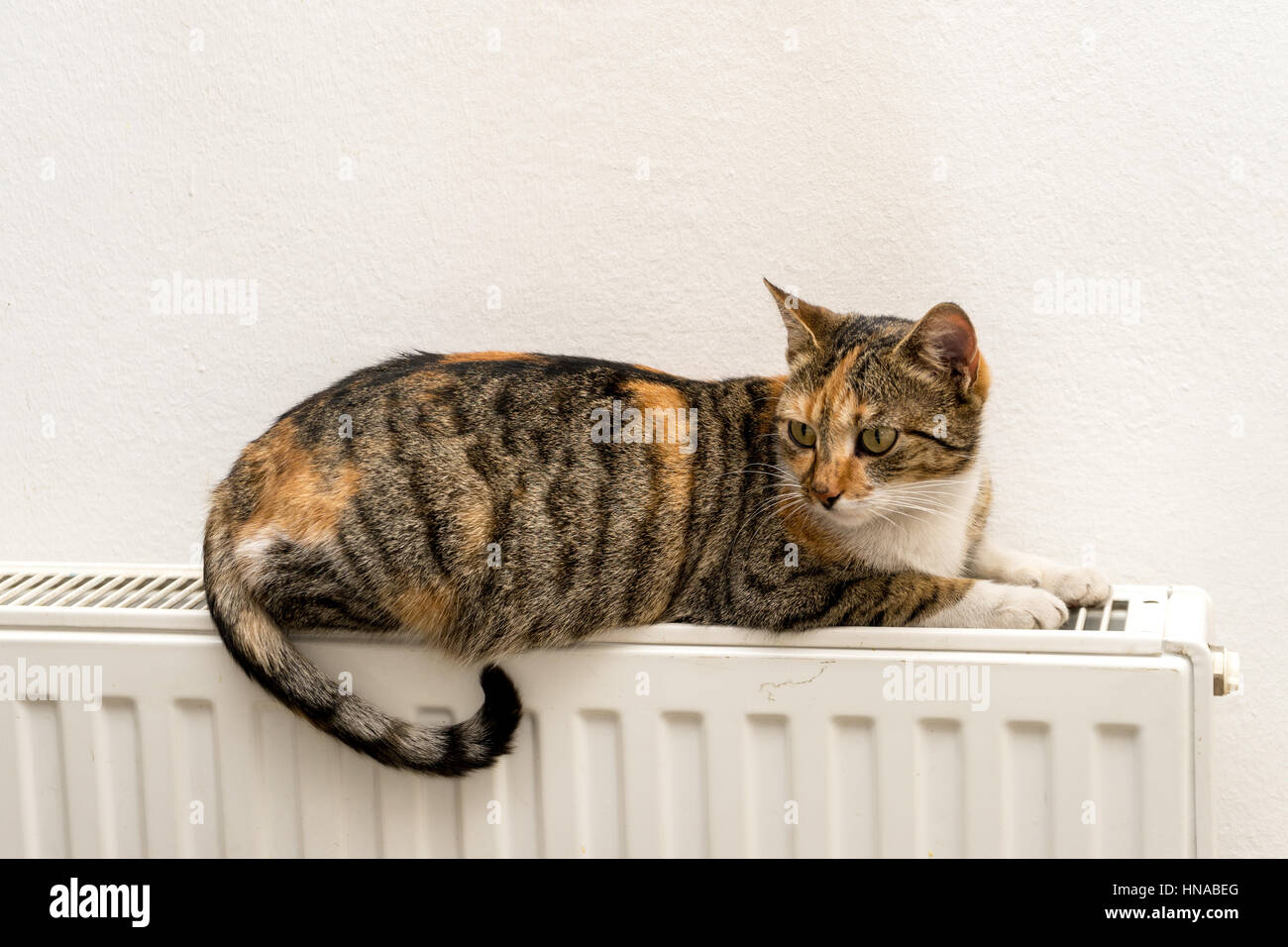 domestic cat relaxing on a warm radiator Stock Photo Alamy
