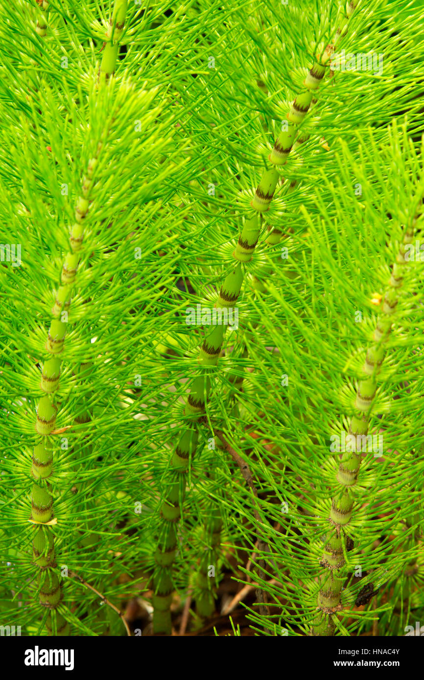Horsetail reed along Demonstration Forest Trail, Clatsop State Forest