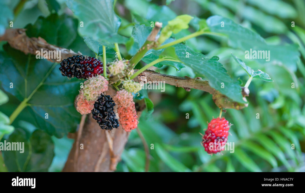 black ripe and red unripe mulberries on the branch Stock Photo - Alamy