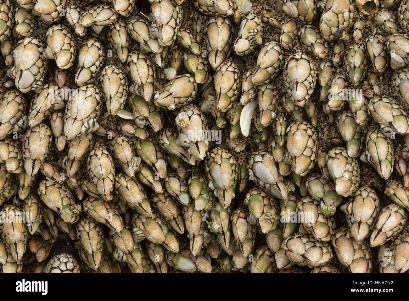 Gooseneck barnacles at Winema Beach, Neskowin Beach State Park, Oregon Stock Photo
