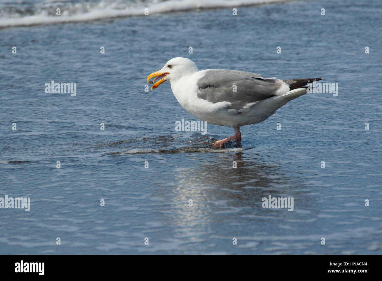 Gull, Neskowin Beach State Park, Oregon Stock Photo Alamy