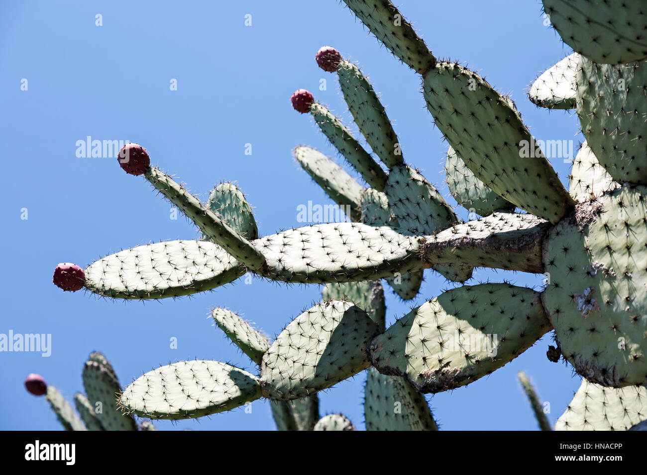 Cactus in open field is shown against blue sky. There are few visible
