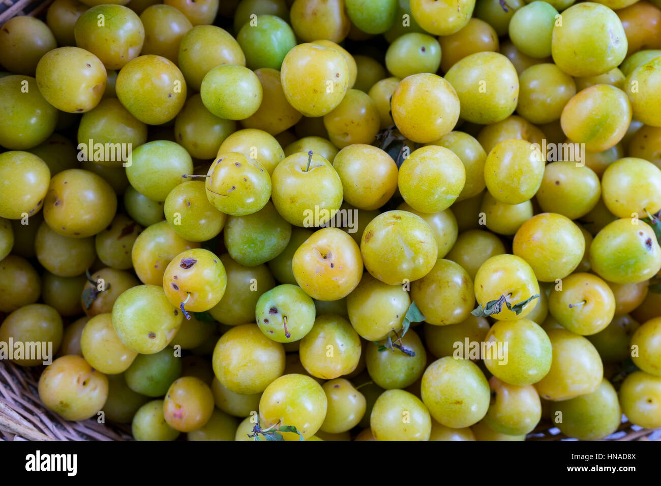 Green plums Stock Photo