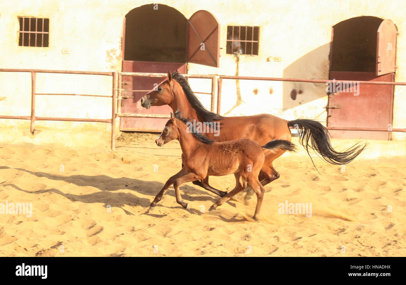 Arabian Horse in a sandy ranch/ featuring Arabian Horse in a sandy ...