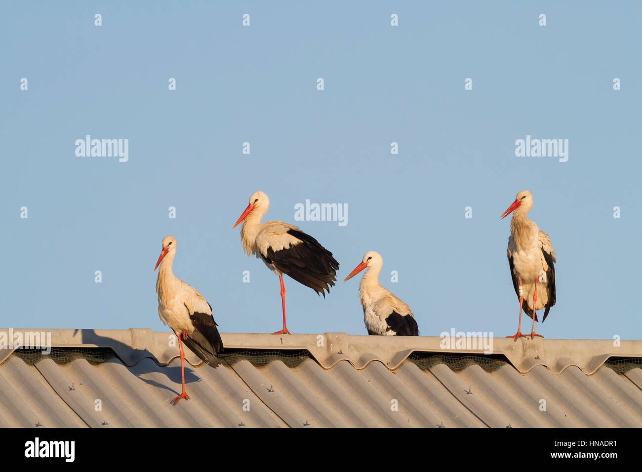 White stork (Ciconia ciconia) group on farm roof near Ivars Lake. Lleida province. Catalonia. Spain. Stock Photo