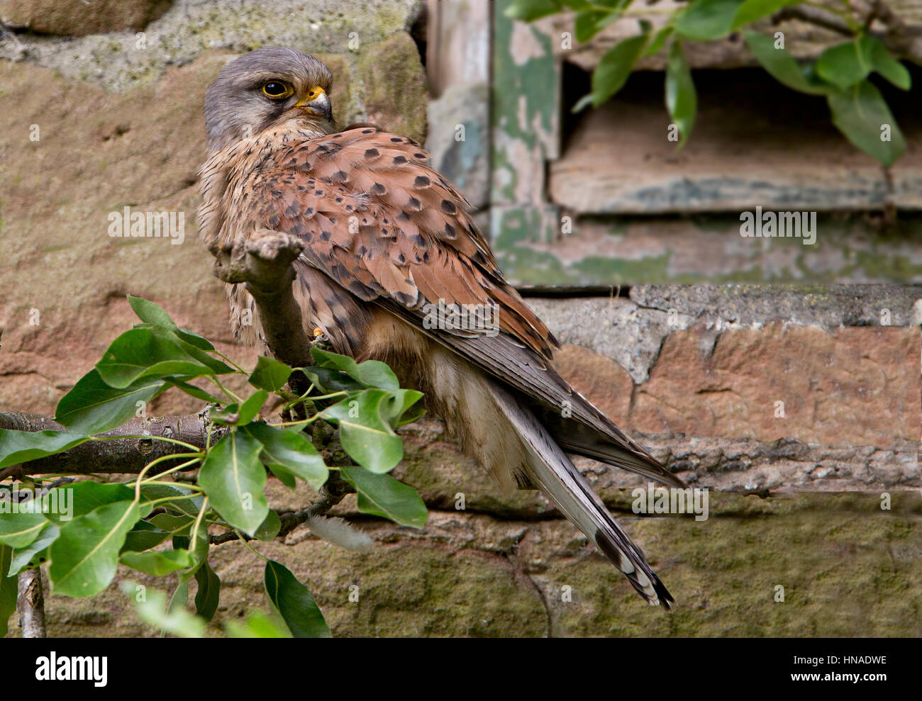 male kestrel at nest site on perch Stock Photo