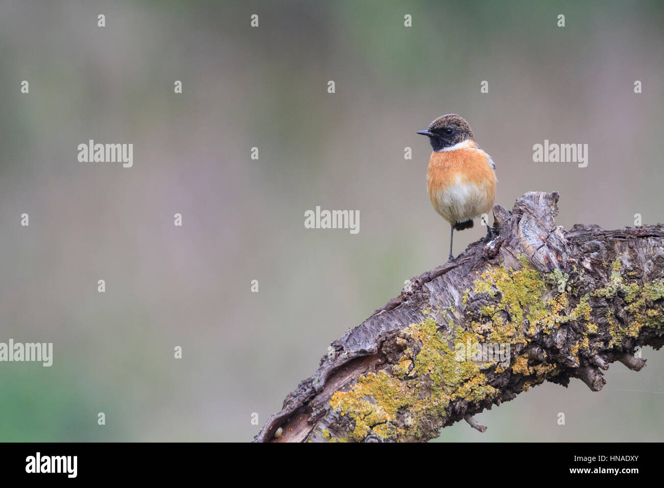 Common Stonechat Male Winter High Resolution Stock Photography and ...