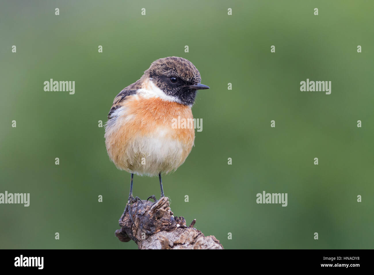 Common Stonechat Male Winter High Resolution Stock Photography and ...