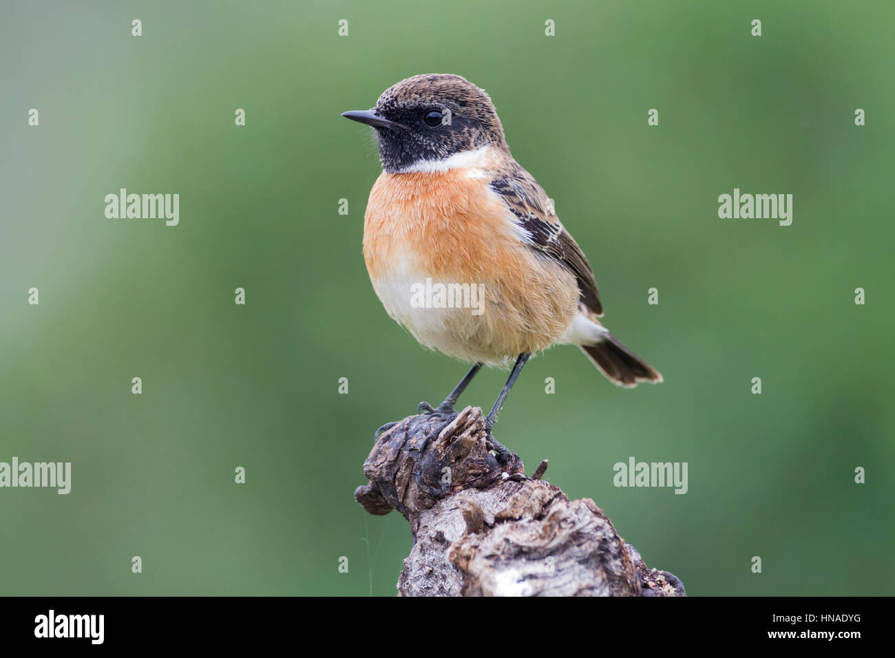 Common Stonechat Male Winter High Resolution Stock Photography and ...