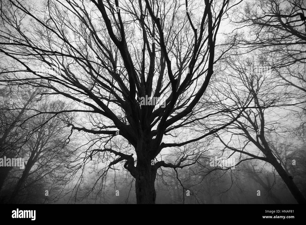 Creepy Forest Stock Photos & Creepy Forest Stock Images - Alamy