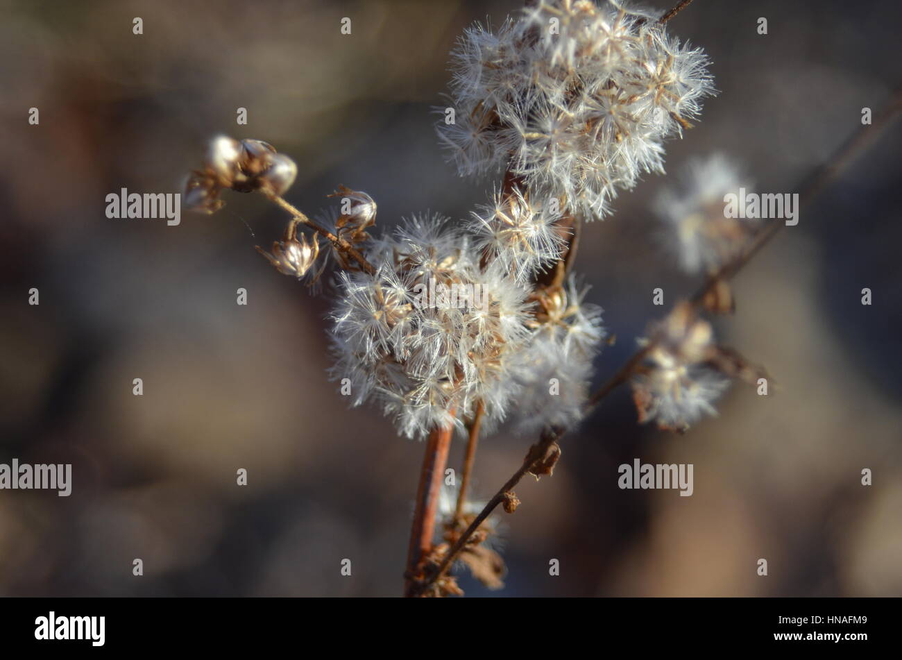Aster seed hires stock photography and images Alamy