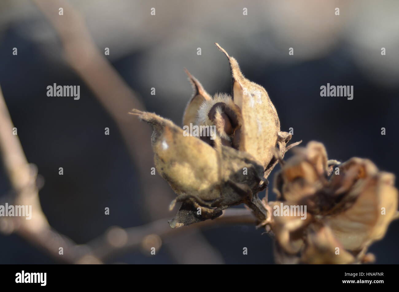 Closeup of RoseofSharon seed pods Stock Photo Alamy